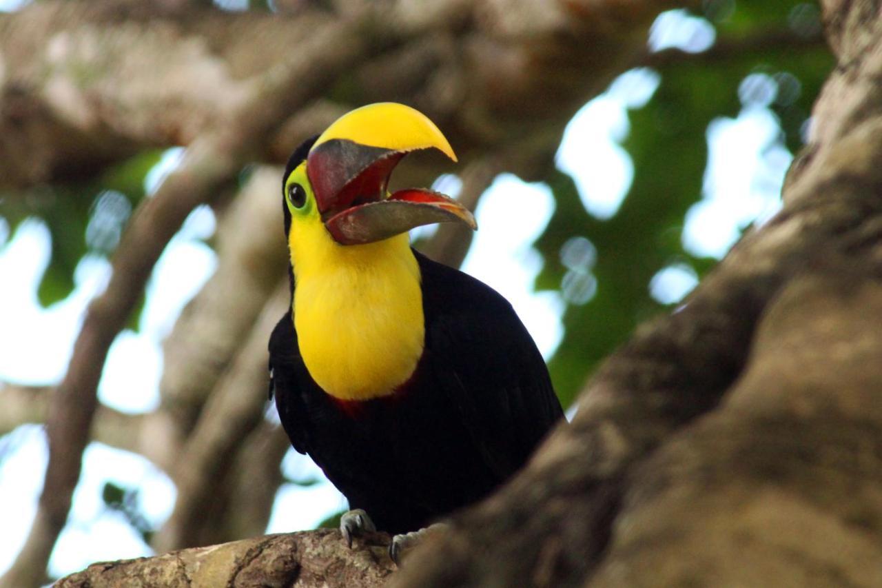 Finca La Paz - Sarapiqui Puerto Viejo de Sarapiqui Экстерьер фото